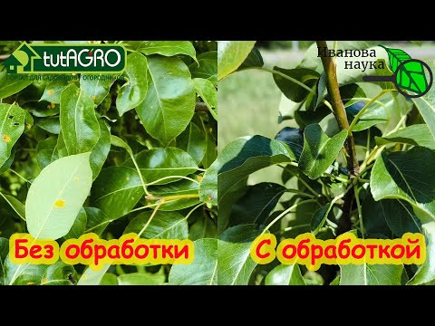 ГРУША ЗАВАЛИТ УРОЖАЕМ, ЕСЛИ СДЕЛАЕТЕ ЭТУ ОБРАБОТКУ! Не пропустите самую важную обработку по листу! ГРУША ЗАВАЛИТ УРОЖАЕМ, ЕСЛИ СДЕЛАЕТЕ ЭТУ ОБРАБОТКУ! Не пропустите самую важную обработку по листу!