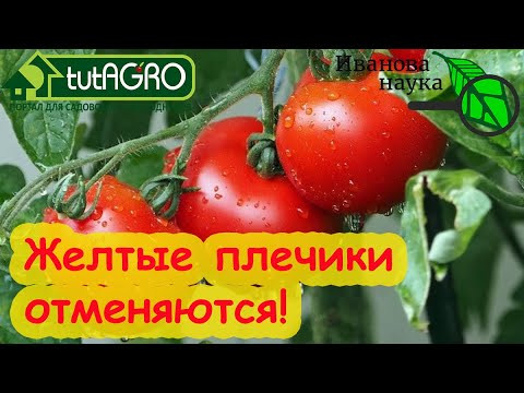 ВКУСНЫЕ ТОМАТЫ: ГДЕ ВЗЯТЬ КАЛИЙ ДЛЯ ПОДКОРМКИ. Бесплатный органический калий у вас под носом! ВКУСНЫЕ ТОМАТЫ: ГДЕ ВЗЯТЬ КАЛИЙ ДЛЯ ПОДКОРМКИ. Бесплатный органический калий у вас под носом!