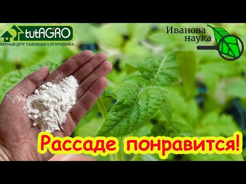 ОТ ЭТОГО ПОРОШКА ЛЮБАЯ РАССАДА УКРЕПЛЯЕТСЯ ПРЯМО НА ГЛАЗАХ, НЕ БОЛЕЕТ и РАСТЕТ ТОЛСТЫМ КРЕПЫШОМ! ОТ ЭТОГО ПОРОШКА ЛЮБАЯ РАССАДА УКРЕПЛЯЕТСЯ ПРЯМО НА ГЛАЗАХ, НЕ БОЛЕЕТ и РАСТЕТ ТОЛСТЫМ КРЕПЫШОМ!