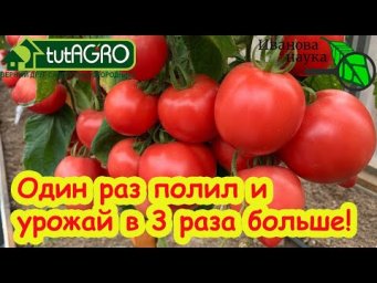 ПОМИДОРЫ НЕ БУДУТ БОЛЕТЬ И ЗАВЯЖУТ МНОГО ЦВЕТОЧНЫХ КИСТЕЙ, если полить рассаду этим средством!