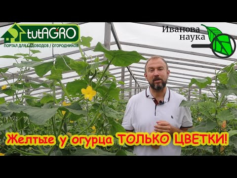 НИ ОДИН ЛИСТ НЕ ПОЖЕЛТЕЕТ! Огурцы будут плодоносить до заморозков, просто опрыскайте их по рецепту.