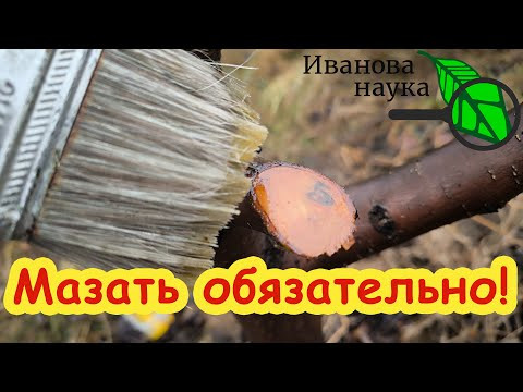 ЧЕМ ЛУЧШЕ ВСЕГО ЗАМАЗАТЬ РАНЫ НА ДЕРЕВЕ: 2 беспроигрышных способа, доступных для всех. ЧЕМ ЛУЧШЕ ВСЕГО ЗАМАЗАТЬ РАНЫ НА ДЕРЕВЕ: 2 беспроигрышных способа, доступных для всех.