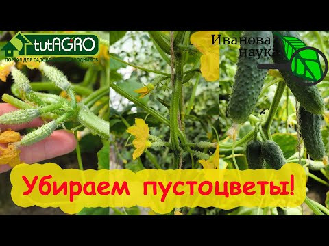 БУДЕТЕ ТЯГАТЬ ОГУРЦЫ МЕШКАМИ ДО ЗАМОРОЗКОВ НА ЗАВИСТЬ СОСЕДЯМ! Просто сделайте как я. БУДЕТЕ ТЯГАТЬ ОГУРЦЫ МЕШКАМИ ДО ЗАМОРОЗКОВ НА ЗАВИСТЬ СОСЕДЯМ! Просто сделайте как я.