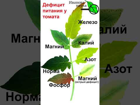 Симптомы нехватки и дефицита питания у томата. У томата листья желтеют. Чего не хватает томату. Симптомы нехватки и дефицита питания у томата. У томата листья желтеют. Чего не хватает томату.