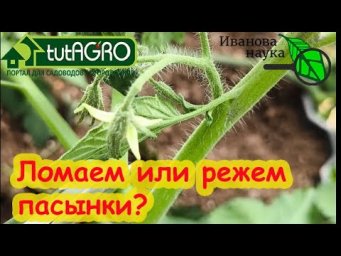 КАК ПРАВИЛЬНО: выламывать или вырезать пасынки? Три важных фактора, которые надо учитывать.