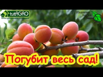 "ЧЕРНАЯ СМЕРТЬ" ВАШЕГО САДА! Это дерево погубит и сливы, и яблони, и груши... Не останется ничего!