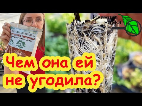 ВАМ ЭТО БОЛЬШЕ НИКТО НЕ РАССКАЖЕТ: вся правда о микоризе. Почему Семена Алтая врут о микоризе? ВАМ ЭТО БОЛЬШЕ НИКТО НЕ РАССКАЖЕТ: вся правда о микоризе. Почему Семена Алтая врут о микоризе?