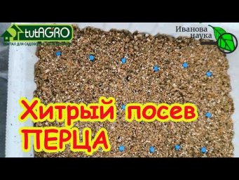 Из-за ЭТОЙ ошибки вы потеряете ВСЕ ТОМАТЫ и ПЕРЦЫ! Сею ЦВЕТНЫЕ семена только так!