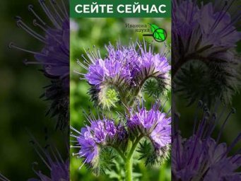 Универсальный СИДЕРАТ для ЛЕНИВЫХ!  Земля сама станет плодородной
