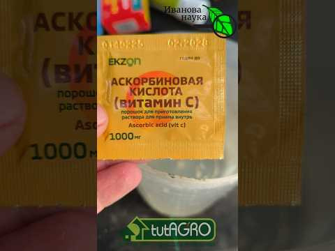 Вот что НУЖНО сейчас ВАШИМ ТОМАТАМ и ПЕРЦАМ! ТОЛСТЫЙ СТЕБЕЛЬ за 3 дня: лучшая подкормка! Вот что НУЖНО сейчас ВАШИМ ТОМАТАМ и ПЕРЦАМ! ТОЛСТЫЙ СТЕБЕЛЬ за 3 дня: лучшая подкормка!