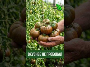 ВКУСНЕЕ томата ПРОСТО НЕТ! Посадил и забыл! Вкуснейший томат для ленивых