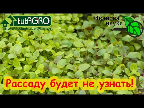 ПОЧЕМУ Я РАНЬШЕ НЕ ЗНАЛ ЭТОЙ СХЕМЫ? Ухаживаю за рассадой только так!!! Хилая рассада пойдет в рост. ПОЧЕМУ Я РАНЬШЕ НЕ ЗНАЛ ЭТОЙ СХЕМЫ? Ухаживаю за рассадой только так!!! Хилая рассада пойдет в рост.