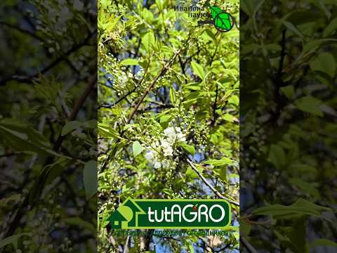 Для клубники, черешни и всего сада. Простой и доступный рецепт для защиты сада от заморозков. Для клубники, черешни и всего сада. Простой и доступный рецепт для защиты сада от заморозков.