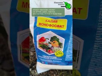 Смородина с ВИШНЮ  ! 