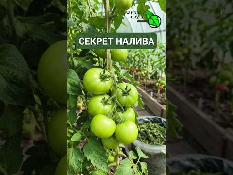 Томаты нальются НА ГЛАЗАХ! Лучшая БЕСПЛАТНАЯ подкормка! Без химии! Томаты нальются НА ГЛАЗАХ! Лучшая БЕСПЛАТНАЯ подкормка! Без химии!