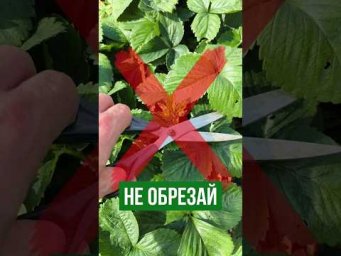 НЕ ОБРЕЗАЙ КЛУБНИКУ! 