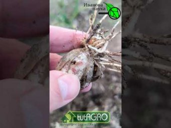 Вот лучшее средство для лука и чеснока: не будет желтеть и гнить! Особая добавка от желтизны и гнили