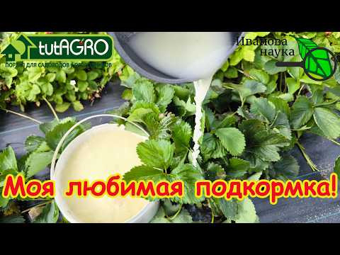 Клубника завалит урожаем! Ни гнили, ни слизней! Чем подкормить клубнику на ягоде от болезней? Клубника завалит урожаем! Ни гнили, ни слизней! Чем подкормить клубнику на ягоде от болезней?