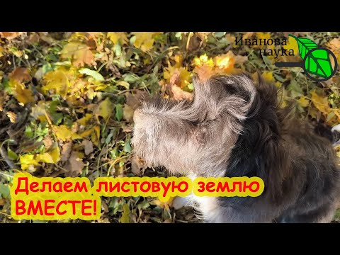 ЛУЧШЕ НАВОЗА! ДЕЛАЕМ ЛИСТОВУЮ ЗЕМЛЮ: инструкция по шагам. Опавшие листья не сжигаем и не выбрасываем ЛУЧШЕ НАВОЗА! ДЕЛАЕМ ЛИСТОВУЮ ЗЕМЛЮ: инструкция по шагам. Опавшие листья не сжигаем и не выбрасываем