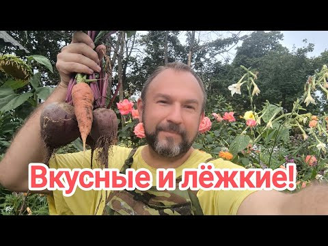 КОГДА УБИРАТЬ СВЁКЛУ и МОРКОВЬ, чтобы они были сладкими и лёжкими.Не торопитесь с уборкой урожая! КОГДА УБИРАТЬ СВЁКЛУ и МОРКОВЬ, чтобы они были сладкими и лёжкими.Не торопитесь с уборкой урожая!