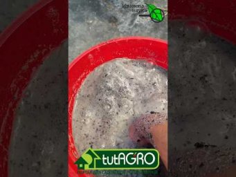 Жара даже за 30&deg;C? УРОЖАЙ +300! 