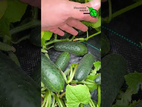 ЖЕЛТЕЮТ ЛИСТЬЯ ОГУРЦОВ? Больше нет!