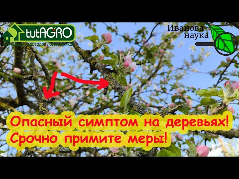 ОЧЕНЬ ОПАСНЫЙ СИМПТОМ НА САДОВЫХ ДЕРЕВЬЯХ! Немедленно примите меры, если заметили такое в саду. ОЧЕНЬ ОПАСНЫЙ СИМПТОМ НА САДОВЫХ ДЕРЕВЬЯХ! Немедленно примите меры, если заметили такое в саду.