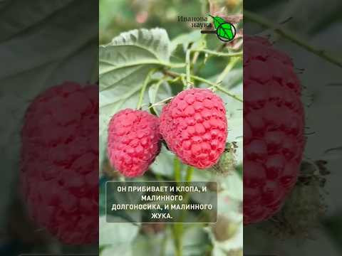 ОБЯЗАТЕЛЬНАЯ обработка малины, ежевики и клубники. От цветоеда, клопов, жуков и всех болезней. ОБЯЗАТЕЛЬНАЯ обработка малины, ежевики и клубники. От цветоеда, клопов, жуков и всех болезней.