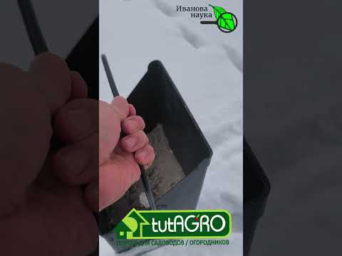 Сыплю прямо по снегу и первым получаю урожай! Клубника и чеснок убираю раньше и гораздо больше!
