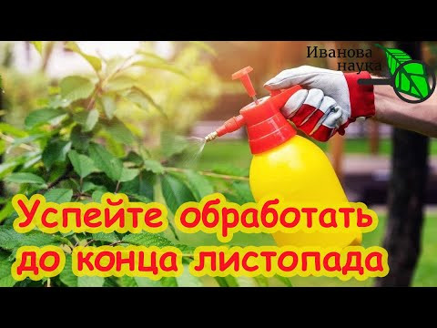 ВСЕГО ОДНА ОБРАБОТКА ОСЕНЬЮ СПАСАЕТ ОТ БОЛЕЗНЕЙ И ВРЕДИТЕЛЕЙ! Самая народная искореняющая обработка. ВСЕГО ОДНА ОБРАБОТКА ОСЕНЬЮ СПАСАЕТ ОТ БОЛЕЗНЕЙ И ВРЕДИТЕЛЕЙ! Самая народная искореняющая обработка.