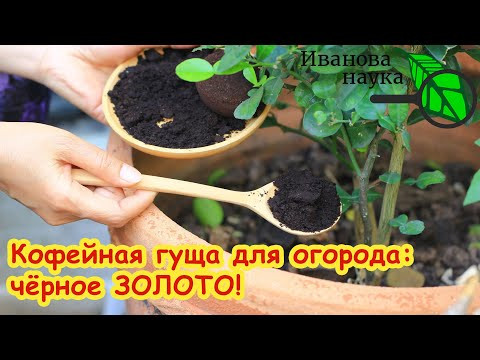 САМАЯ ПОЛНАЯ ИНФОРМАЦИЯ О КОФЕЙНОЙ ГУЩЕ ДЛЯ ОГОРОДА: чем больше плесени, тем лучше. САМАЯ ПОЛНАЯ ИНФОРМАЦИЯ О КОФЕЙНОЙ ГУЩЕ ДЛЯ ОГОРОДА: чем больше плесени, тем лучше.