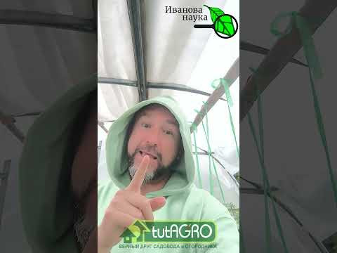 Томаты вяжут на глазах! Никаких удобрений Секрет урожая: завязи за сутки без химии Томаты вяжут на глазах! Никаких удобрений Секрет урожая: завязи за сутки без химии