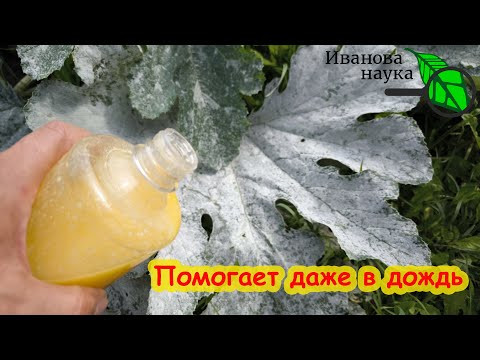 ЛУЧШАЯ ОБРАБОТКА ОТ МУЧНИСТОЙ РОСЫ и ТЛЕЙ. Работает даже в дождь. Садовое мыло своими руками.