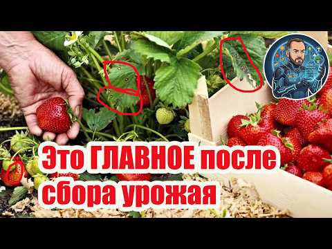 Летняя чистка клубники: выжигаем все болезни и вредителей! Генеральная уборка после урожая. Летняя чистка клубники: выжигаем все болезни и вредителей! Генеральная уборка после урожая.