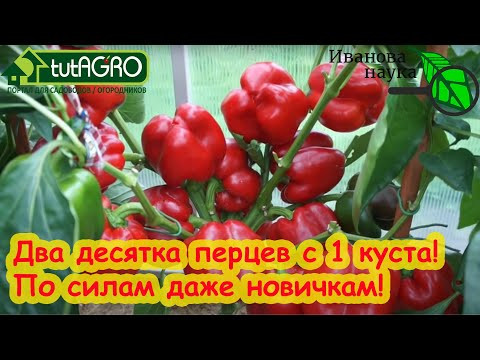ПЕРЕЦ от А до Я. Даю самую простую схему подкормки перца: высадка рассады - окончание сбора урожая. ПЕРЕЦ от А до Я. Даю самую простую схему подкормки перца: высадка рассады - окончание сбора урожая.