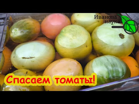 СПАСАЕМ ТОМАТЫ КАК ЛЕГКО И БЫСТРО ИЗБАВИТЬСЯ ОТ ФИТОФТОРЫ после уборки томатов. Ускоряем покраснение СПАСАЕМ ТОМАТЫ КАК ЛЕГКО И БЫСТРО ИЗБАВИТЬСЯ ОТ ФИТОФТОРЫ после уборки томатов. Ускоряем покраснение