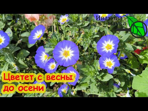 Эта синяя "петуния" растет даже на песке! Отказался от петунии в пользу этого цветка и не пожалел. Эта синяя "петуния" растет даже на песке! Отказался от петунии в пользу этого цветка и не пожалел.