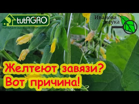 ЭТО УДОБРЕНИЕ ЛЕГКО ОСТАВИТ ВАС БЕЗ УРОЖАЯ! Вся правда о МИКОРИЗЕ. ЭТО УДОБРЕНИЕ ЛЕГКО ОСТАВИТ ВАС БЕЗ УРОЖАЯ! Вся правда о МИКОРИЗЕ.