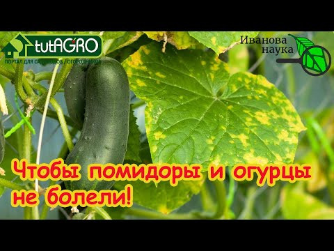 ИЗБАВЬТЕСЬ ОТ БОЛЕЗНЕЙ У РАССАДЫ и В ТЕПЛИЦЕ! Обеззараживание почвы! Вирусы - угроза урожаю! ИЗБАВЬТЕСЬ ОТ БОЛЕЗНЕЙ У РАССАДЫ и В ТЕПЛИЦЕ! Обеззараживание почвы! Вирусы - угроза урожаю!