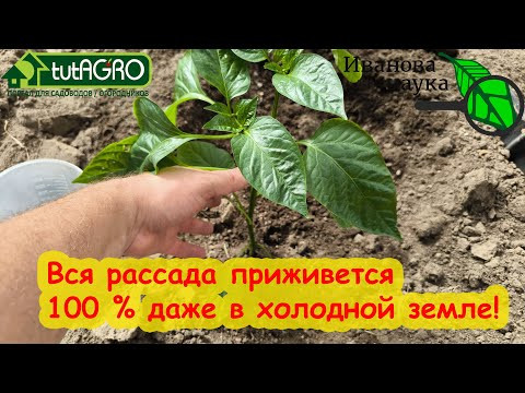 МОЯ РАССАДА 100 % ПРИЖИВЕТСЯ ДАЖЕ В ХОЛОДНОЙ ЗЕМЛЕ! Просто поливаю ее после высадки этим раствором. МОЯ РАССАДА 100 % ПРИЖИВЕТСЯ ДАЖЕ В ХОЛОДНОЙ ЗЕМЛЕ! Просто поливаю ее после высадки этим раствором.