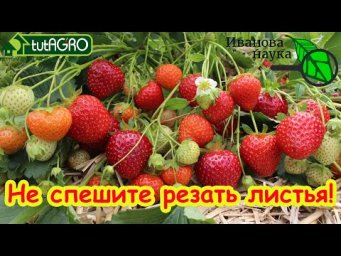 УХОД ЗА КЛУБНИКОЙ  после сбора урожая. Сроки обрезки листьев. Подкормка и обработка от болезней.