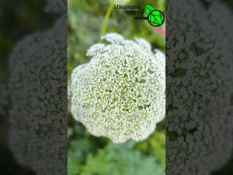СВОИ СЕМЕНА МОРКОВИ: с этих растений семена брать нельзя.