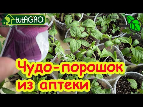 ПРОСРОЧКА ИЗ АПТЕКИ ТВОРИТ ЧУДЕСА С РАССАДОЙ! Просто растворите этот порошок и сразу увидите эффект!