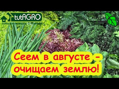 СИДЕРАТ - ЛАКОМСТВО! Вот что можно посеять в августе на свободные участки и выгнать фитофтору. СИДЕРАТ - ЛАКОМСТВО! Вот что можно посеять в августе на свободные участки и выгнать фитофтору.