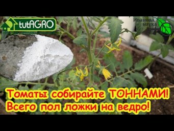 ПОДКОРМКА ТОМАТОВ ПОСЛЕ ВЫСАДКИ: моя секретная подкормка на вторую кисть. Кисти идут одна за одной.