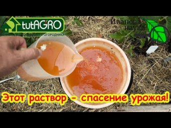 КРАСНЫЙ РАСТВОР - СПАСЕНИЕ УРОЖАЯ ТОМАТОВ и ОГУРЦОВ! Полейте 1 раз и на завтра растения не узнать!