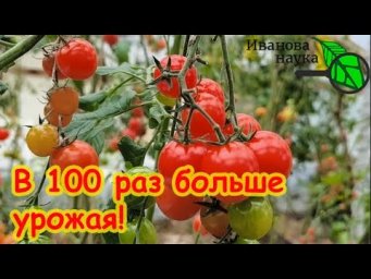НАСТОЯЩИЙ ПОДАРОК ВСЕМ ОГОРОДНИКАМ! Урожай до поздней осени. Как собирать в 100 раз больше урожая.