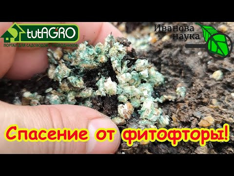 КАК НЕ ПУСТИТЬ ФИТОФТОРУ К СЕБЕ В ОГОРОД. Один самый важный шаг к избавлению от фитофторы. КАК НЕ ПУСТИТЬ ФИТОФТОРУ К СЕБЕ В ОГОРОД. Один самый важный шаг к избавлению от фитофторы.