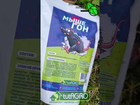 КРОТЫ ПЕРЕПАХАЛИ ВЕСЬ ГАЗОН, но я их ВЫГНАЛ! Как я избавился от кротов без капкана и ловушки. КРОТЫ ПЕРЕПАХАЛИ ВЕСЬ ГАЗОН, но я их ВЫГНАЛ! Как я избавился от кротов без капкана и ловушки.