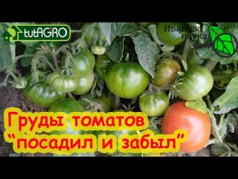 ТОМАТЫ РАСТУТ КАК СОРНЯКИ! Это реально! Томаты ОГ для ленивых от А до Я.